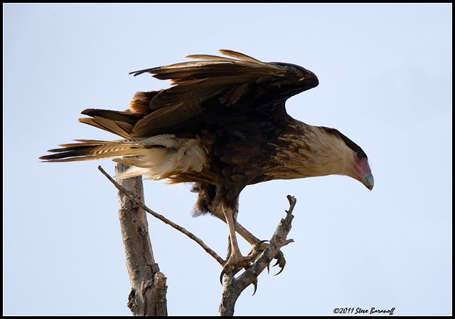 _1SB5145 crested caracara.jpg
